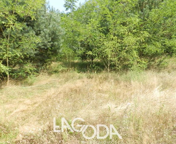 Rzepin - 130000 zł (nr 527/3504/OGS)