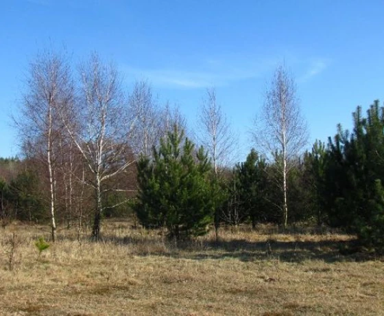 Różanki - 170000 zł (nr 16/2625/OGS)