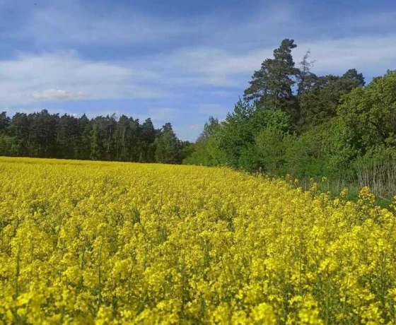Jarząbki - 260000 zł (nr 95/1459/ODS)
