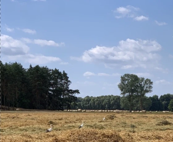 Działka na sprzedaż, Kłodawa - 530 000 zł