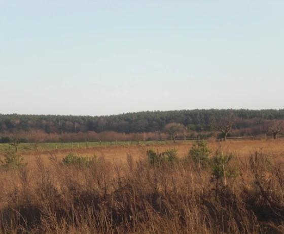 Działka na sprzedaż, Pniów - 1 600 000 zł