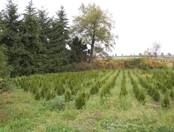 Baczyna - 1200000 zł (nr 130/2301/OOS)