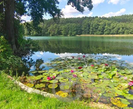 Mieszkanie na sprzedaż, Lubiewo - 89 000 zł
