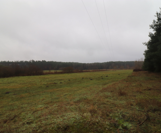 Brzeźno - 150000 zł (nr 985/2301/OGS)