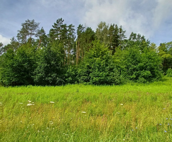 Jenin - 170000 zł (nr 1017/2301/OGS)
