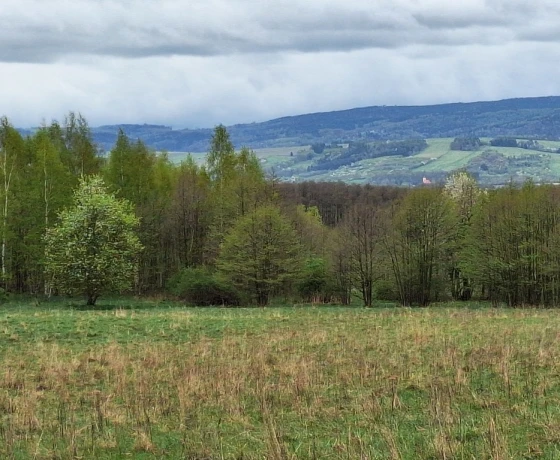Jaworek - 566400 zł (nr 1028/2301/OGS)