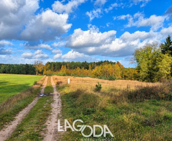 Trzcinna - 59200 zł (nr 800/3504/OGS)