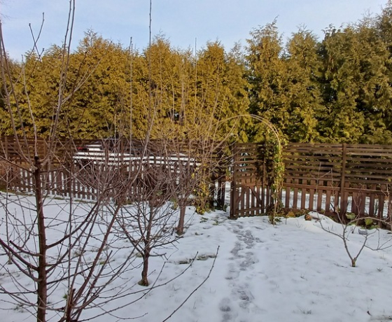 Sosny - 315000 zł (nr 808/2301/ODS)