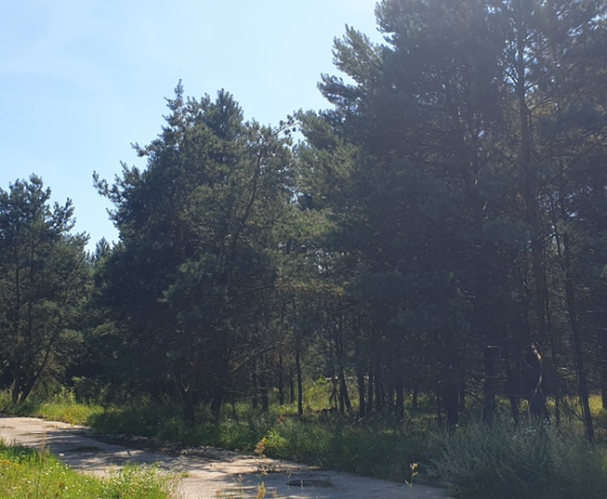 Łośno, Porankowa - 109000 zł (nr 690/8967/OGS)