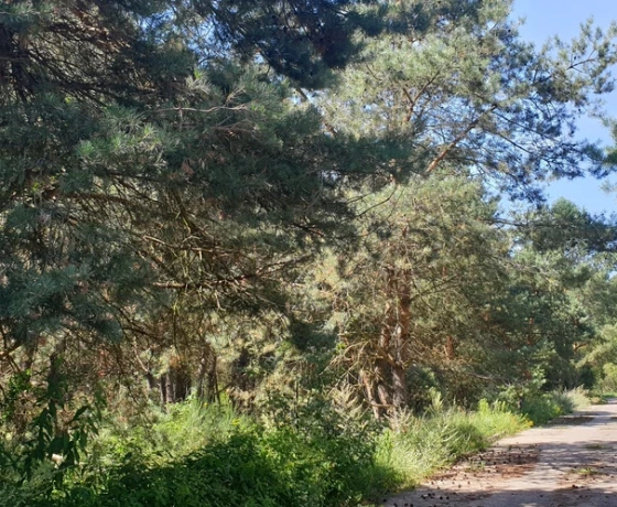 Łośno, Porankowa - 109000 zł (nr 690/8967/OGS)