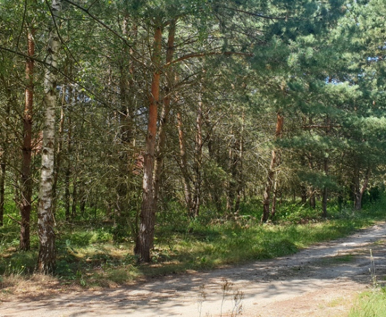 Łośno, Porankowa - 109000 zł (nr 690/8967/OGS)