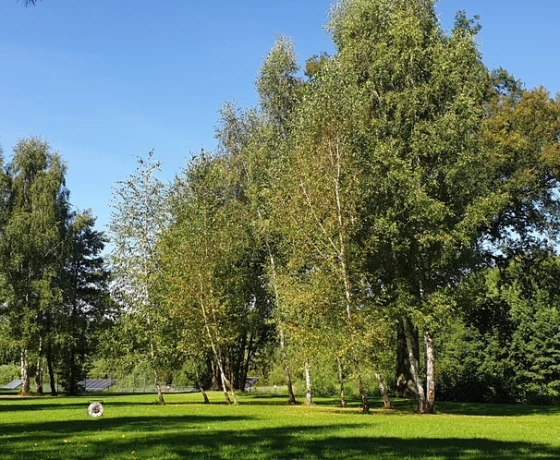 Różanki - 280000 zł (nr 697/8967/OGS)