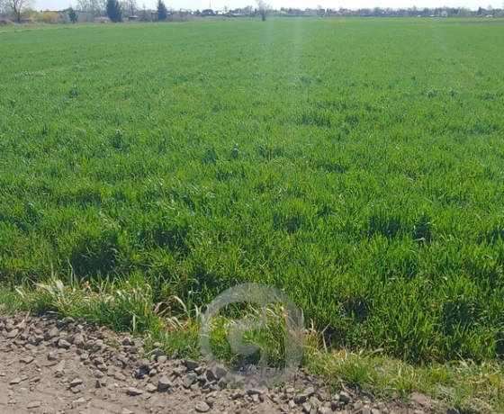Gorzów Wielkopolski, Zakanale - 150000 zł (nr 331/2287/OGS)